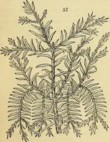 An illustration from The gardener's magazine and register of rural & domestic improvement (1826)