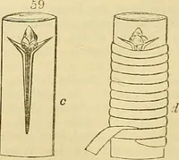 Picture 42 of 140 from The gardener's magazine and register of rural & domestic improvement (1826), leaf 321