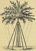 An illustration from The gardener's magazine and register of rural & domestic improvement (1826)