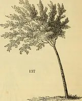 Picture 104 of 140 from The gardener's magazine and register of rural & domestic improvement (1826), leaf 575