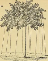 An illustration from The gardener's magazine and register of rural & domestic improvement (1826)