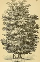 An illustration from The gardener's magazine and register of rural & domestic improvement (1826)