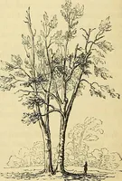 An illustration from The gardener's magazine and register of rural & domestic improvement (1826)