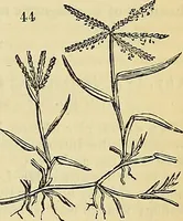 An illustration from The gardener's magazine and register of rural & domestic improvement (1826)
