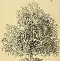 An illustration from The gardener's magazine and register of rural & domestic improvement (1826)
