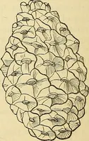 An illustration from The gardener's magazine and register of rural & domestic improvement (1826)