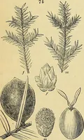 An illustration from The gardener's magazine and register of rural & domestic improvement (1826)