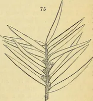An illustration from The gardener's magazine and register of rural & domestic improvement (1826)