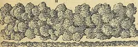 An illustration from The gardener's magazine and register of rural & domestic improvement (1826)