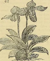 Picture 44 of 93 from The gardener's magazine and register of rural & domestic improvement (1826), leaf 365