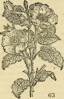 Picture 45 of 93 from The gardener's magazine and register of rural & domestic improvement (1826), leaf 366
