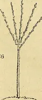 Picture 52 of 93 from The gardener's magazine and register of rural & domestic improvement (1826), leaf 452