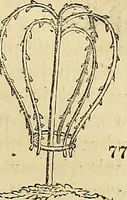 Picture 53 of 93 from The gardener's magazine and register of rural & domestic improvement (1826), leaf 453