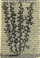 Picture 60 of 93 from The gardener's magazine and register of rural & domestic improvement (1826), leaf 495