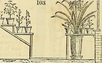 Picture 70 of 93 from The gardener's magazine and register of rural & domestic improvement (1826), leaf 626