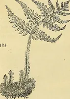 Picture 86 of 93 from The gardener's magazine and register of rural & domestic improvement (1826), leaf 706
