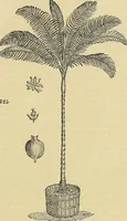 Picture 87 of 93 from The gardener's magazine and register of rural & domestic improvement (1826), leaf 707