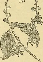 Picture 88 of 93 from The gardener's magazine and register of rural & domestic improvement (1826), leaf 708