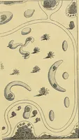 An illustration from The gardener's magazine and register of rural & domestic improvement (1826)