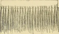 Picture 11 of 93 from The gardener's magazine and register of rural & domestic improvement (1826), leaf 98