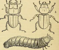 An illustration from The gardener's magazine and register of rural & domestic improvement (1826)