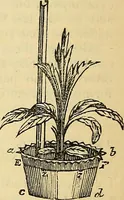 Picture 25 of 34 from The gardener's magazine and register of rural & domestic improvement (1826), leaf 247