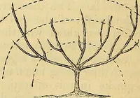 Picture 14 of 34 from The gardener's magazine and register of rural & domestic improvement (1826), leaf 91
