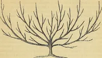 An illustration from The gardener's magazine and register of rural & domestic improvement (1826)