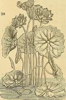 An illustration from The gardener's magazine and register of rural & domestic improvement (1826)