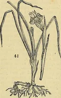 An illustration from The gardener's magazine and register of rural & domestic improvement (1826)
