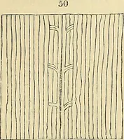 An illustration from The gardener's magazine and register of rural & domestic improvement (1826)