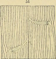 An illustration from The gardener's magazine and register of rural & domestic improvement (1826)
