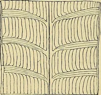 An illustration from The gardener's magazine and register of rural & domestic improvement (1826)