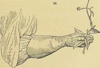 Picture 13 of 121 from The gardener's magazine and register of rural & domestic improvement (1826), leaf 50