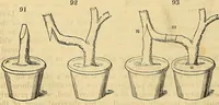 Picture 78 of 121 from The gardener's magazine and register of rural & domestic improvement (1826), leaf 553