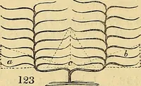 An illustration from The gardener's magazine and register of rural & domestic improvement (1826)