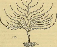 An illustration from The gardener's magazine and register of rural & domestic improvement (1826)