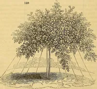 An illustration from The gardener's magazine and register of rural & domestic improvement (1826)