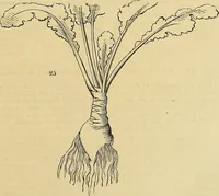 An illustration from The gardener's magazine and register of rural & domestic improvement (1826)