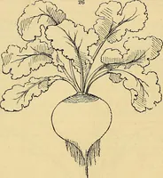 An illustration from The gardener's magazine and register of rural & domestic improvement (1826)