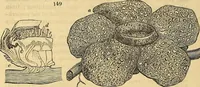 Picture 118 of 121 from The gardener's magazine and register of rural & domestic improvement (1826), leaf 721