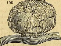 An illustration from The gardener's magazine and register of rural & domestic improvement (1826)
