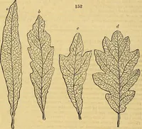 An illustration from The gardener's magazine and register of rural & domestic improvement (1826)