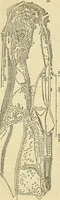 Picture 21 of 109 from The gardener's magazine and register of rural & domestic improvement (1826), leaf 148