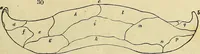 An illustration from The gardener's magazine and register of rural & domestic improvement (1826)
