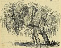 An illustration from The gardener's magazine and register of rural & domestic improvement (1826)