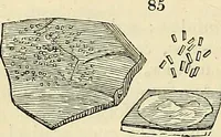 Picture 69 of 109 from The gardener's magazine and register of rural & domestic improvement (1826), leaf 336