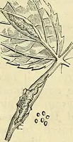 Picture 70 of 109 from The gardener's magazine and register of rural & domestic improvement (1826), leaf 336