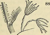 Picture 71 of 109 from The gardener's magazine and register of rural & domestic improvement (1826), leaf 337
