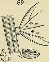 Picture 72 of 109 from The gardener's magazine and register of rural & domestic improvement (1826), leaf 337